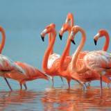 Alt- Flamingos