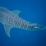 Alt- Whale shark